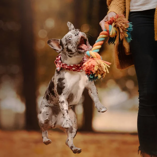 秋天，可爱的法国斗牛犬在户外玩耍 — 图库照片