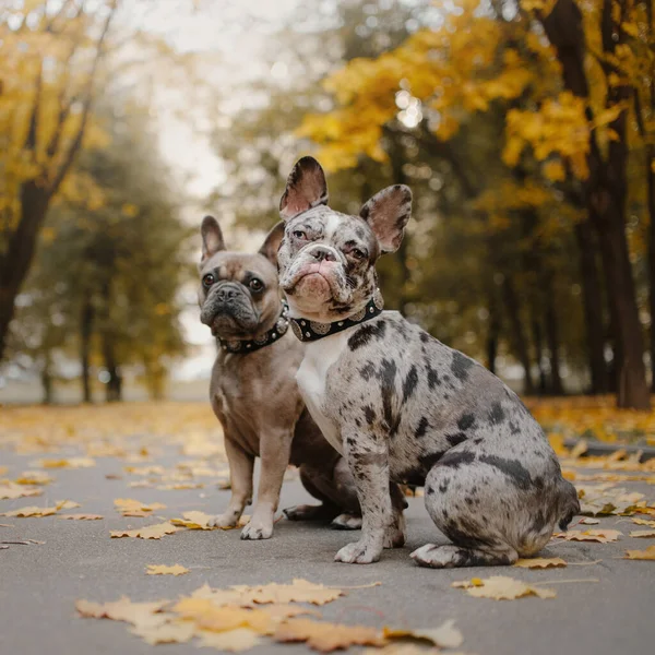 Two french bulldog dogs outdoors in autumn — Stock Photo, Image