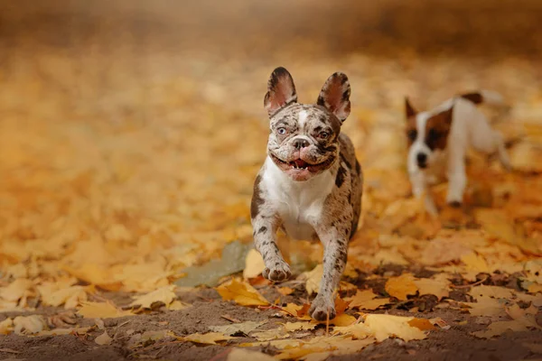 Adorable merle french bulldog outdoors in autumn — Stock Photo, Image