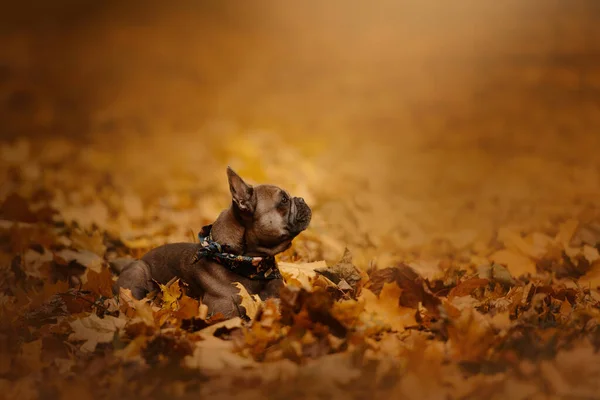 French bulldog posing outdoors in fallen leaves — Stock Photo, Image