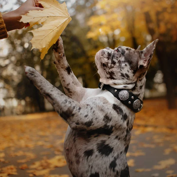 Adorable merle bulldog francés al aire libre en otoño —  Fotos de Stock