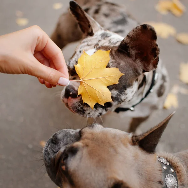 Entzückende französische Bulldogge Merle im Herbst im Freien — Stockfoto