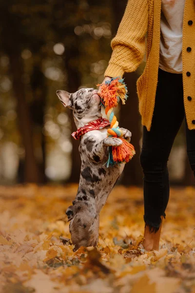 Bedårande fransk bulldog som leker utomhus på hösten — Stockfoto