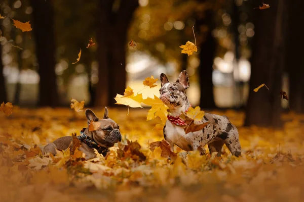 Zwei französische Bulldoggen im Herbst im Freien — Stockfoto