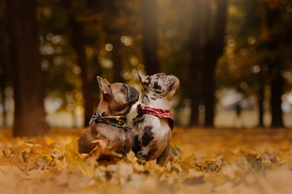 Two french bulldog dogs outdoors in autumn — Stock Photo, Image