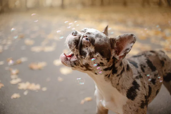 Vicces francia bulldog fogás buborékok szabadban ősszel — Stock Fotó