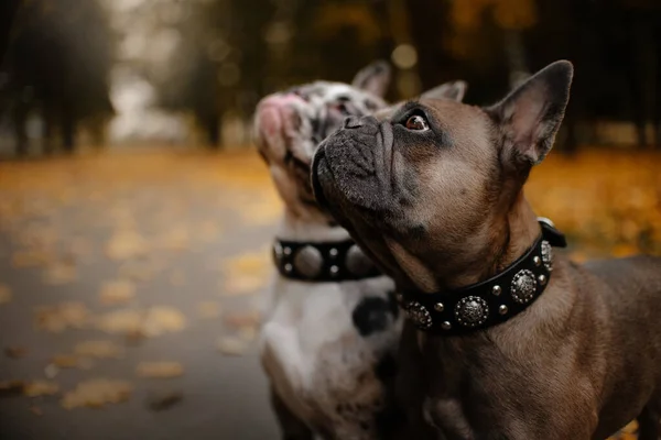 Δύο γαλλικά μπουλντόγκ σκυλιά σε εξωτερικούς χώρους το φθινόπωρο — Φωτογραφία Αρχείου