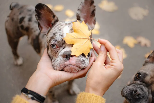 Två franska bulldogg hundar utomhus på hösten — Stockfoto