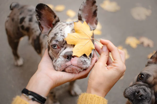 Zwei französische Bulldoggen im Herbst im Freien — Stockfoto