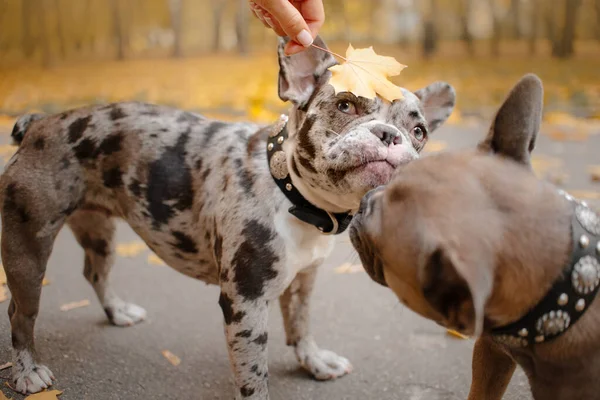 Zwei französische Bulldoggen im Herbst im Freien — Stockfoto