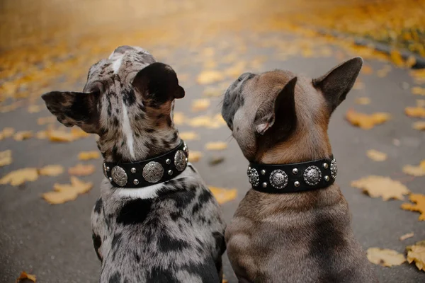 Franse bulldogs zitten buiten in lederen halsbanden — Stockfoto