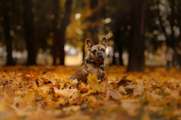 Francouzský buldok pes sedí v padlých listí venku — Stock fotografie