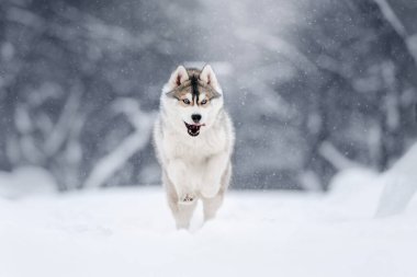 Sibirya köpeği kışın açık havada koşuyor.