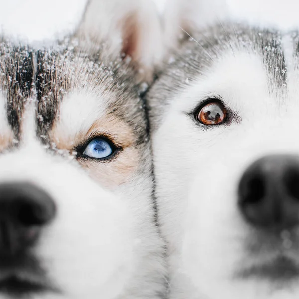 Dva sibiřští husky psi pózující venku v zimě — Stock fotografie