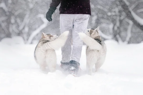 Dos perros husky siberianos posando al aire libre en invierno —  Fotos de Stock