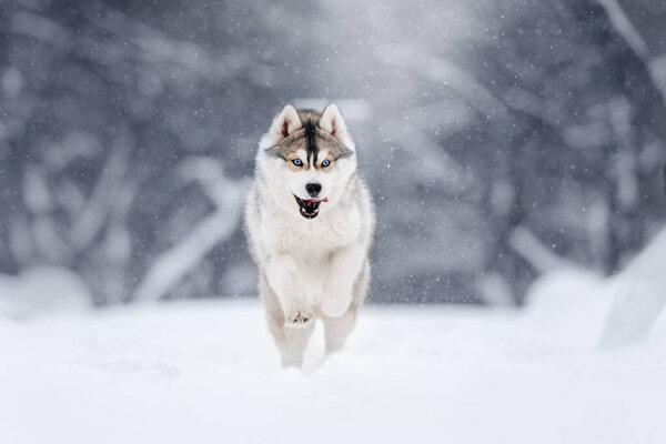 Happy siberian husky dog running in the snow