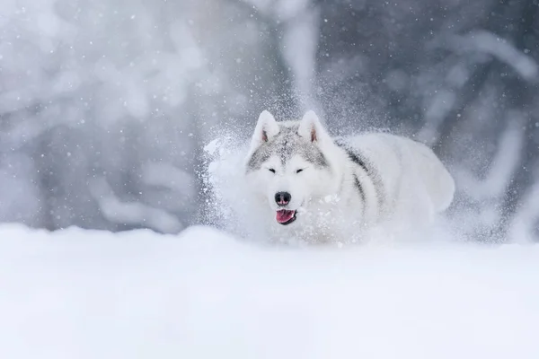 Cão husky siberiano brincando ao ar livre no inverno — Fotografia de Stock