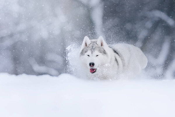 Happy siberian husky dog playing in the snow outdoors