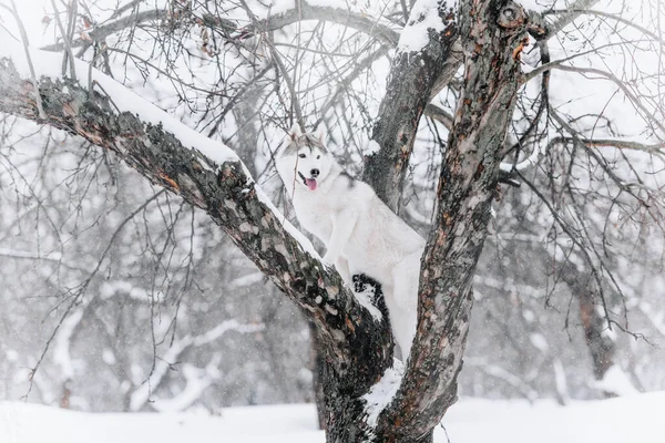 Siberiano husky cão posando ao ar livre no inverno — Fotografia de Stock