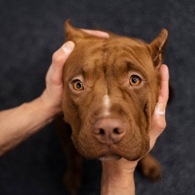 sevimli kahverengi amerikan kabadayı köpek portresi
