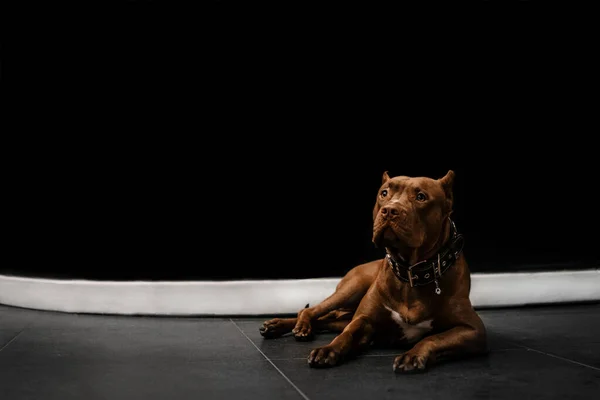 Uroczy brązowy amerykański tyran pies portret wewnątrz — Zdjęcie stockowe