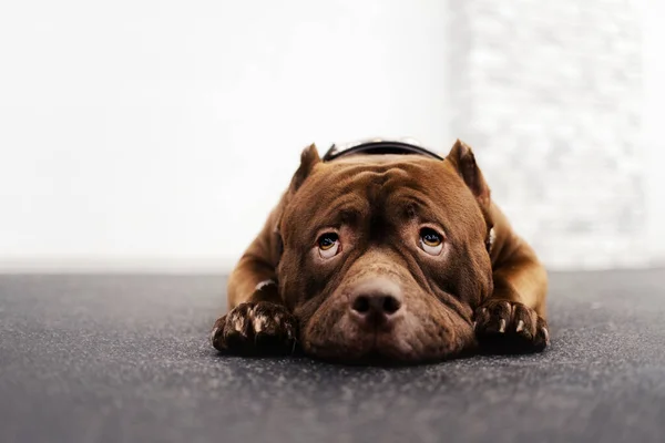 Adorable brown american bully dog portrait indoors — Stock Photo, Image