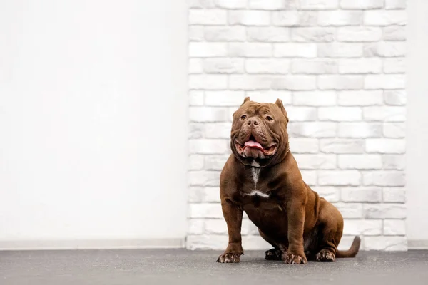 Sevimli kahverengi amerikan kabadayı köpek portresi — Stok fotoğraf