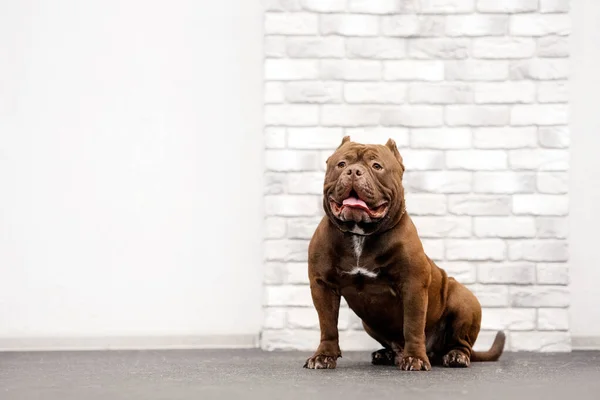 Adorable marrón americano matón perro retrato en el interior — Foto de Stock