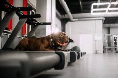 Amerikan zorba köpeği spor salonundaki koşu bandında dinleniyor.
