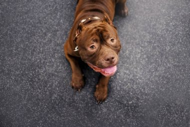 sevimli kahverengi amerikan kabadayı köpek portresi