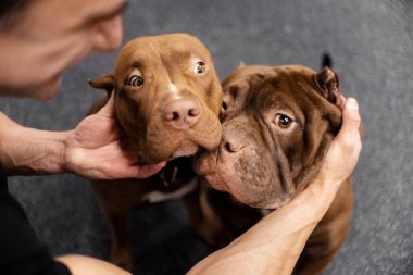 İki komik Amerikan kabadayı köpeği içeride birlikte poz veriyor.