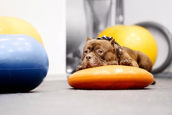 Brązowy amerykański tyran pies odpoczywający w siłowni — Zdjęcie stockowe