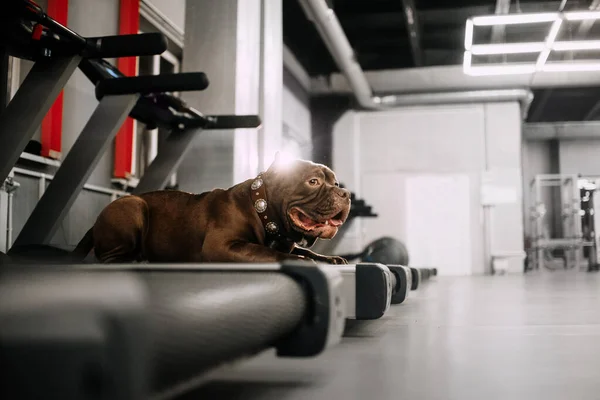 Perro bravucón americano descansando en una cinta de correr en el gimnasio — Foto de Stock