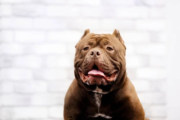 Sevimli kahverengi amerikan kabadayı köpek portresi — Stok fotoğraf