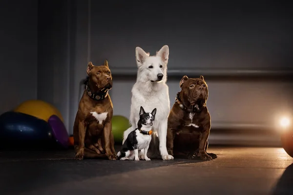 Groep van verschillende ras honden samen poseren — Stockfoto