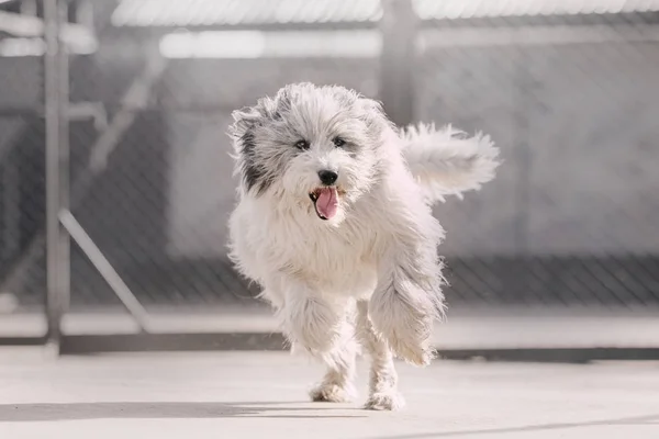 Happy large mixed breed dog running outdoors — 图库照片