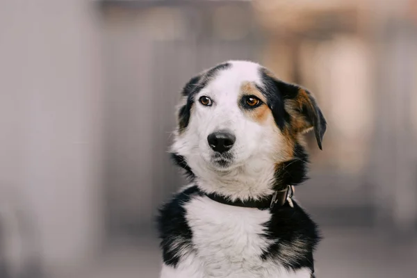 Beautiful tricolor mixed breed dog portrait close up — 스톡 사진