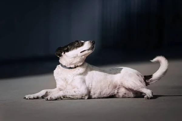 Mooie gemengde ras hond liggend buiten in de zon — Stockfoto