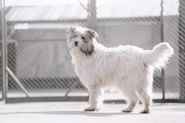 Schattige gemengde ras hond staan in een dierenasiel — Stockfoto