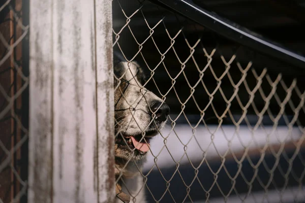 Primer plano de una nariz de perro refugio detrás de la valla —  Fotos de Stock