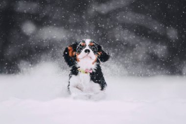 Cavalier kral Charles Spaniel karda çalışır