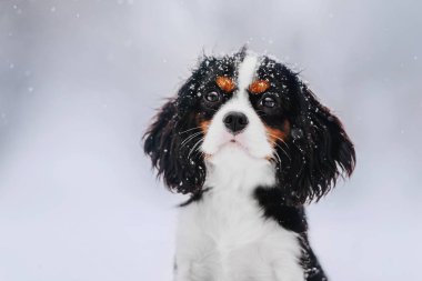 Cavalier Kral Charles Spaniel köpek bir kış yürüyüşü