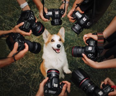 Galler Corgi Pembroke köpek kameralar için poz