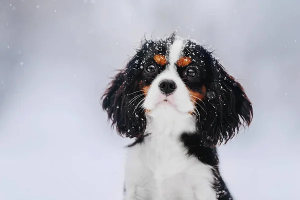 Cavalier King Charles Španěl na zimní procházce — Stock fotografie