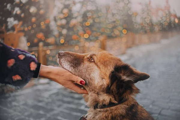 Gran perro marrón en las manos de una hermosa mujer —  Fotos de Stock