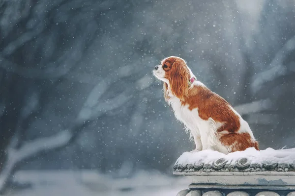 Cavalier King Charles Spaniel voor een wandeling in de winter — Stockfoto