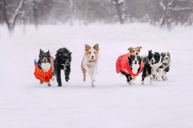 Bir grup sınır köpeği dışarıda koşuyor.