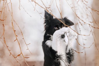 Sevimli sınır köpeği kışın dışarıda poz veriyor.