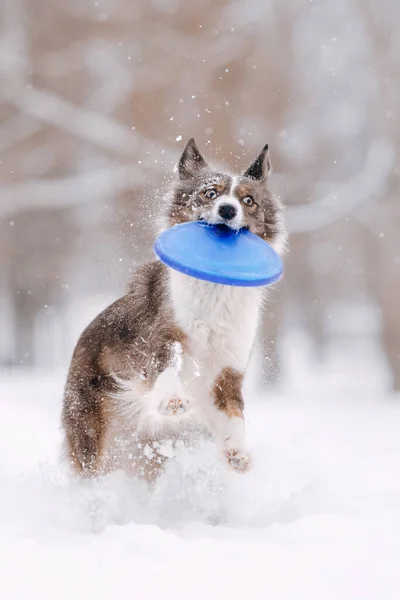Glücklicher Border Collie Hund läuft im Schnee — Stockfoto
