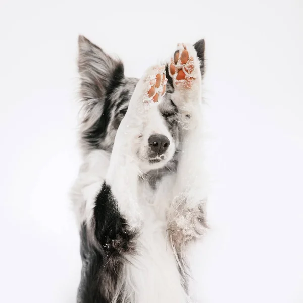 Frontera collie perro escondido detrás de sus propias patas —  Fotos de Stock
